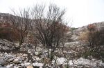 Καμμένα μαστιχόδενδρα στη νοτιοδυτική Χίο. Έργο ελεεινών εχθρών της χώρας και του λαού της.
