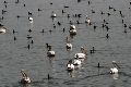 Αμέτρητος ο αριθμός των πουλιών που συγκεντρώνονται στα νερά της λίμνης. 